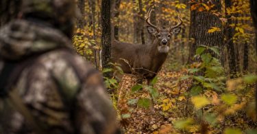 Whitetail buck standing in an autumn hardwood forest with a camouflaged hunter blurred in the foreground