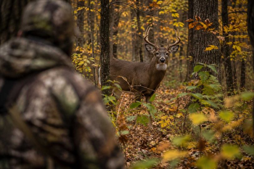 Whitetail buck standing in an autumn hardwood forest with a camouflaged hunter blurred in the foreground