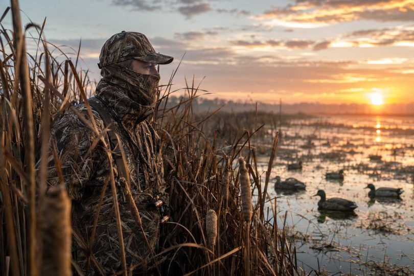 A duck hunter in camouflage standing among cattails beside a marsh at sunrise with duck decoys in the water.